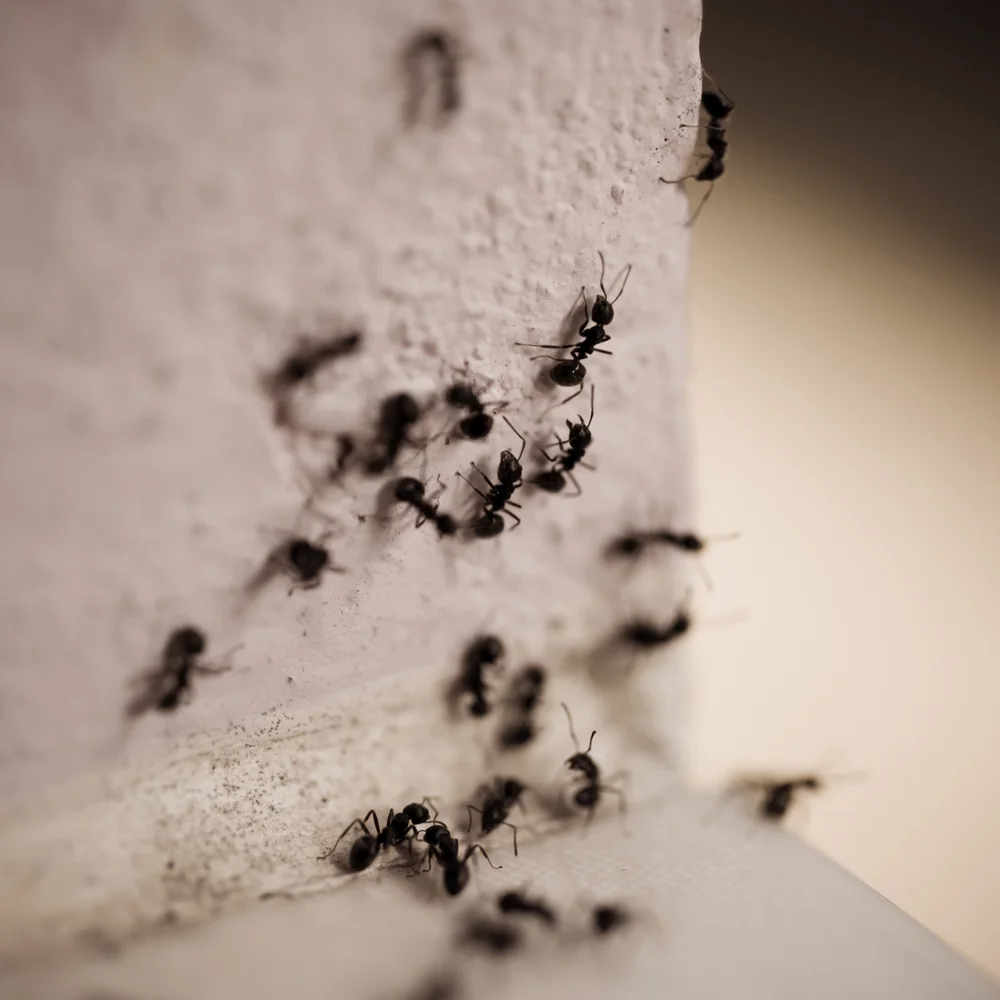 pest control services