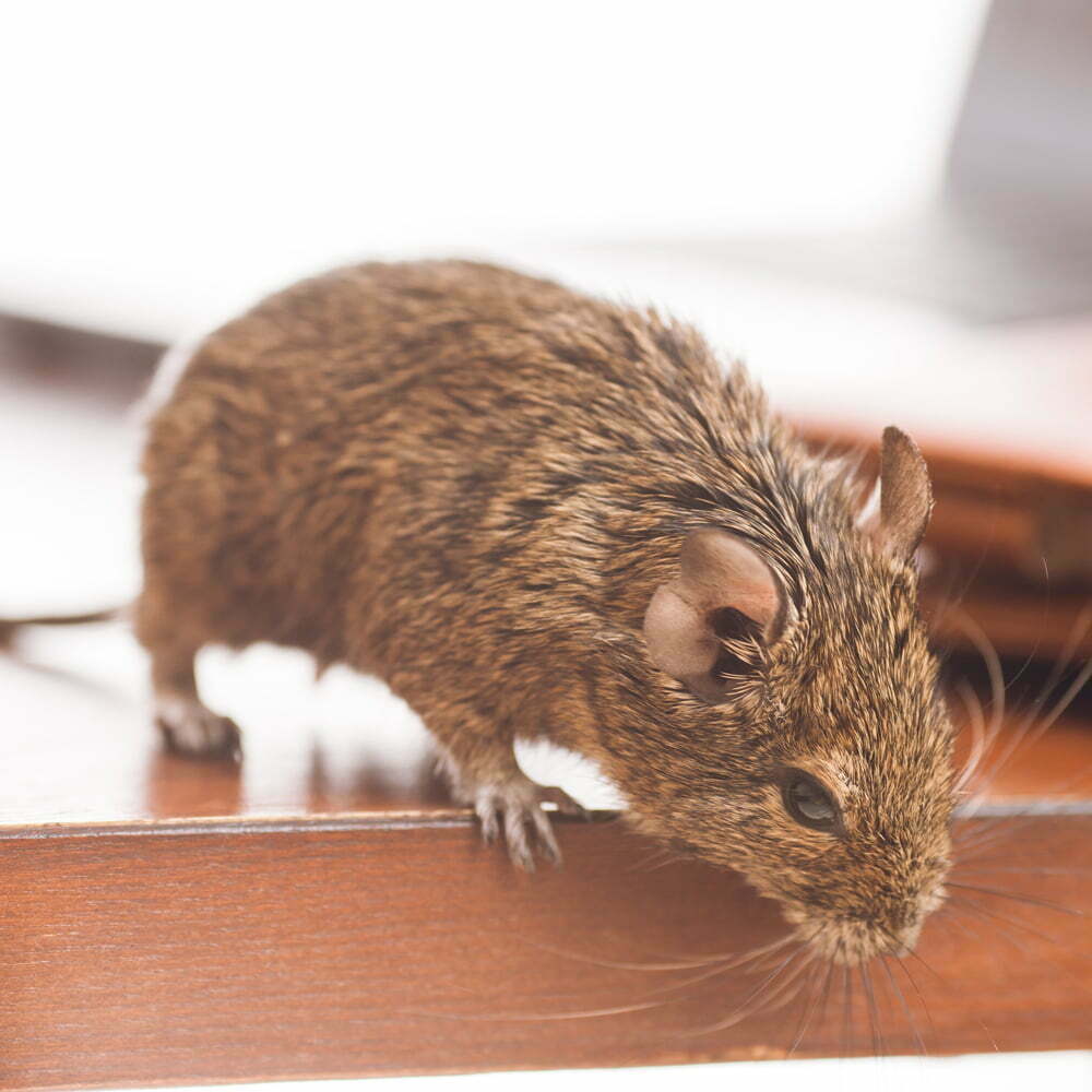 up close of rat- rat pest control