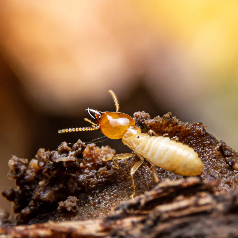 up close termite- termite pest control
