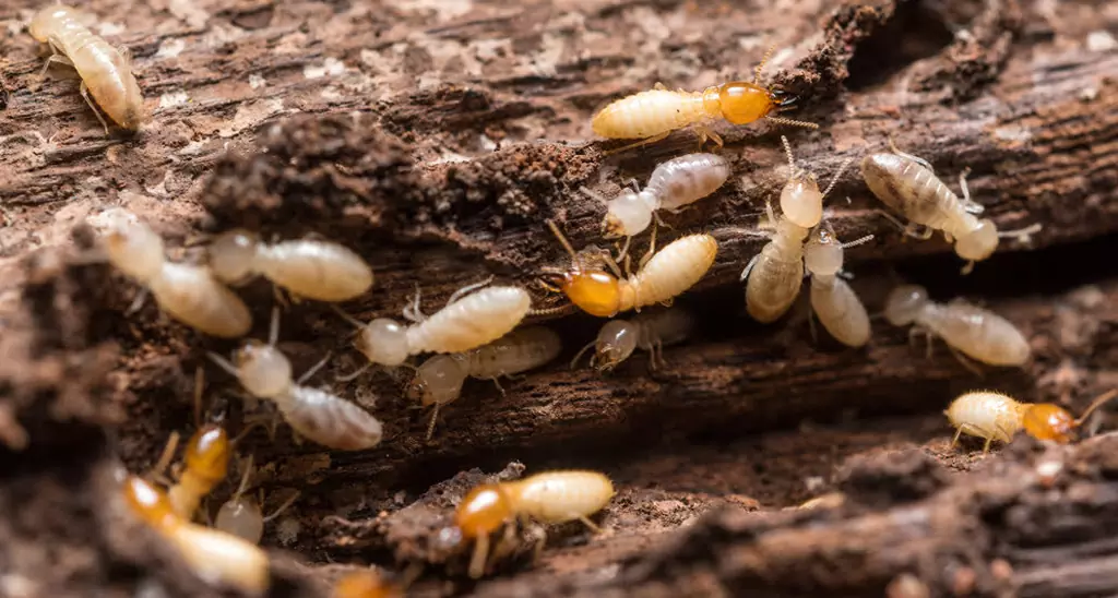 Need a Termite Exterminator in the Southern Indiana or Louisville area?