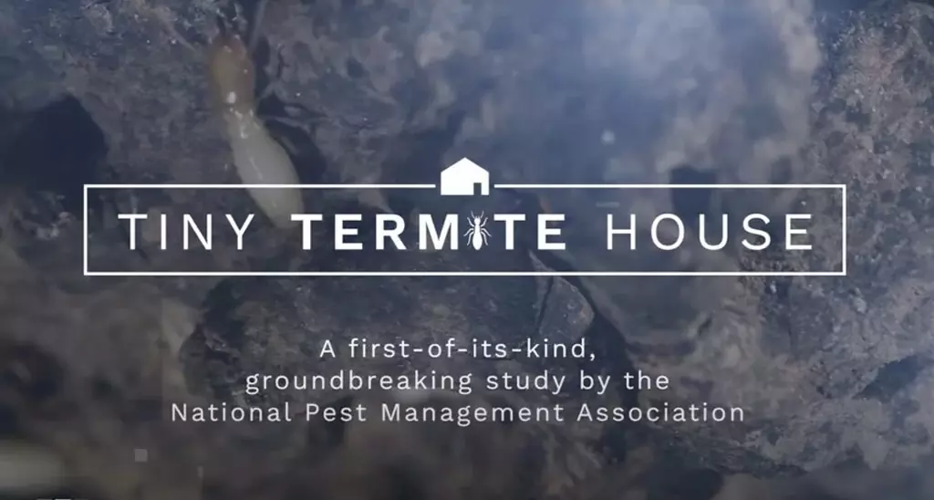 Tiny Termite House