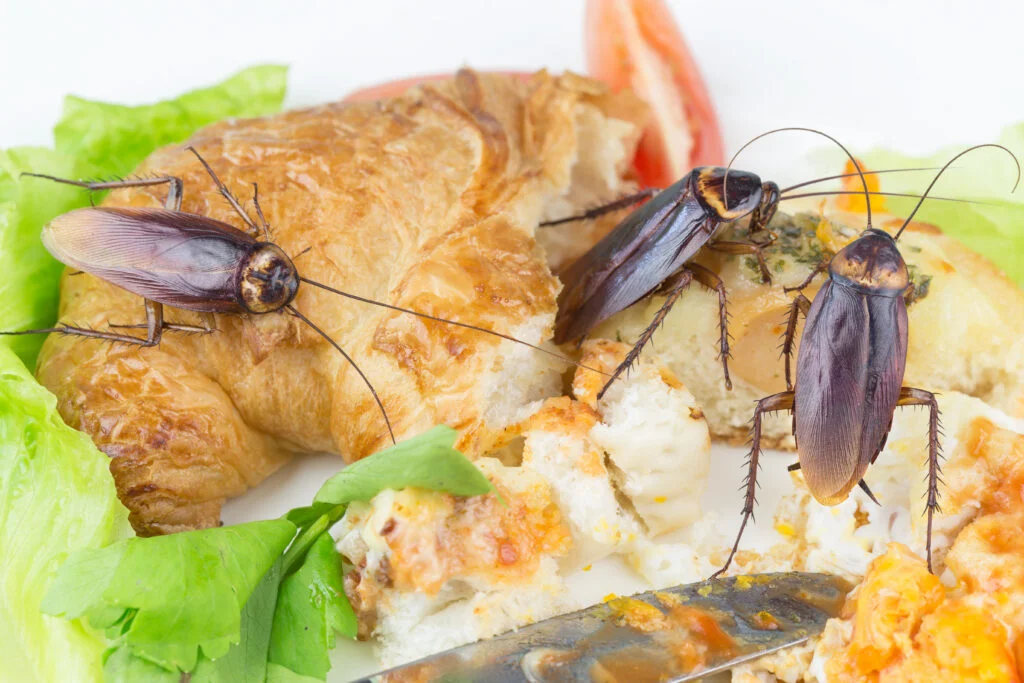 shutterstock 1243679155 - Act Like an Exterminator, Think Like a Cockroach