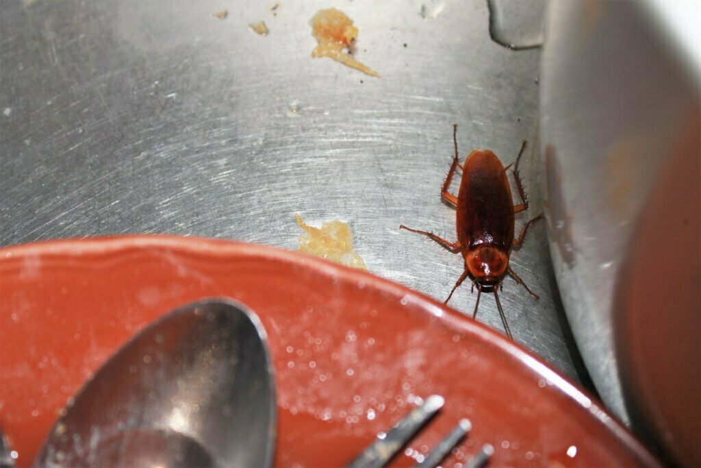 cockroach on silver table next to red plate with crumbs on it