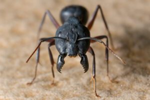 ant- example of household pests
