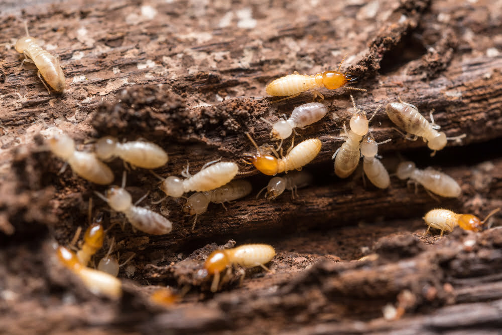 temites on wood example of termite exterminator