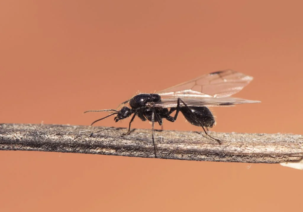 shutterstock 1537637138 1 - Can You Spot the Difference? A Guide to Identifying Termites & Swarmer Ants