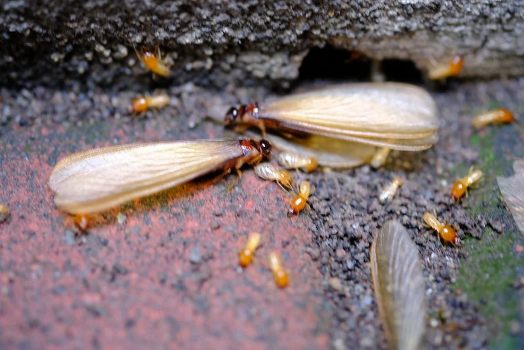 shutterstock 1588362292 - Can You Spot the Difference? A Guide to Identifying Termites & Swarmer Ants